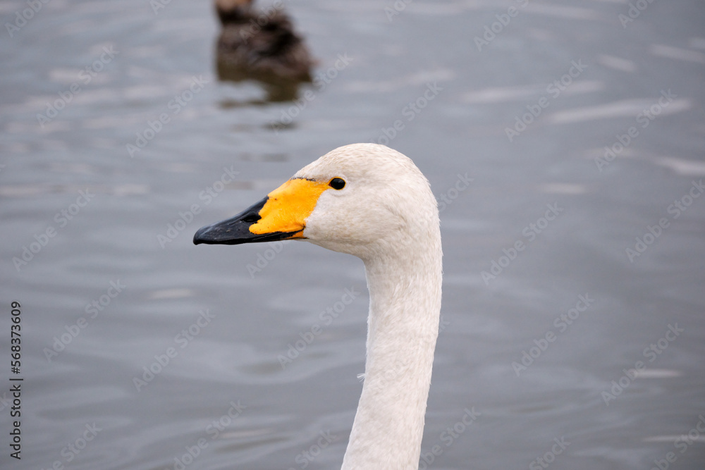 Whooper swans in the lake, Hyoko, Niigata, Japan Whooper swans in the lake, Hyoko, Niigata, Japan