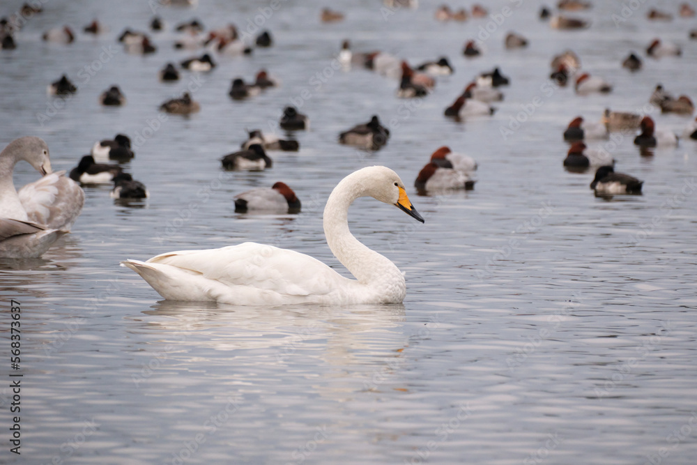 Whooper swans in the lake, Hyoko, Niigata, Japan Whooper swans in the lake, Hyoko, Niigata, Japan