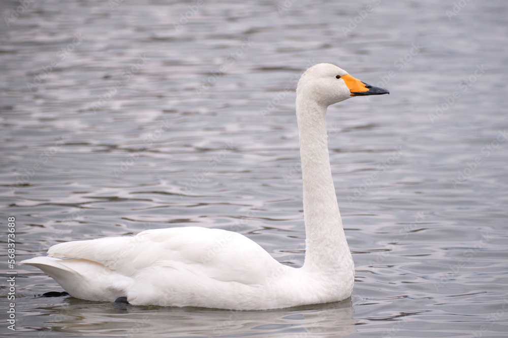 Fototapeta premium Whooper swans in the lake, Hyoko, Niigata, Japan