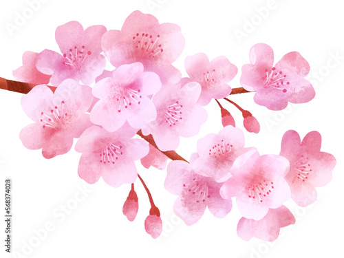 桜の花