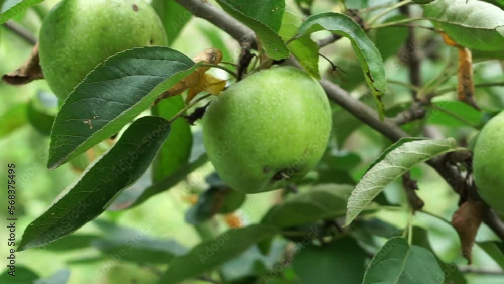 Semerenka apples. Big green apples grow on a tree branch. Close-up video of apples on a branch Semerenka apples. Big green apples grow on a tree branch. Close-up video of apples on a branch