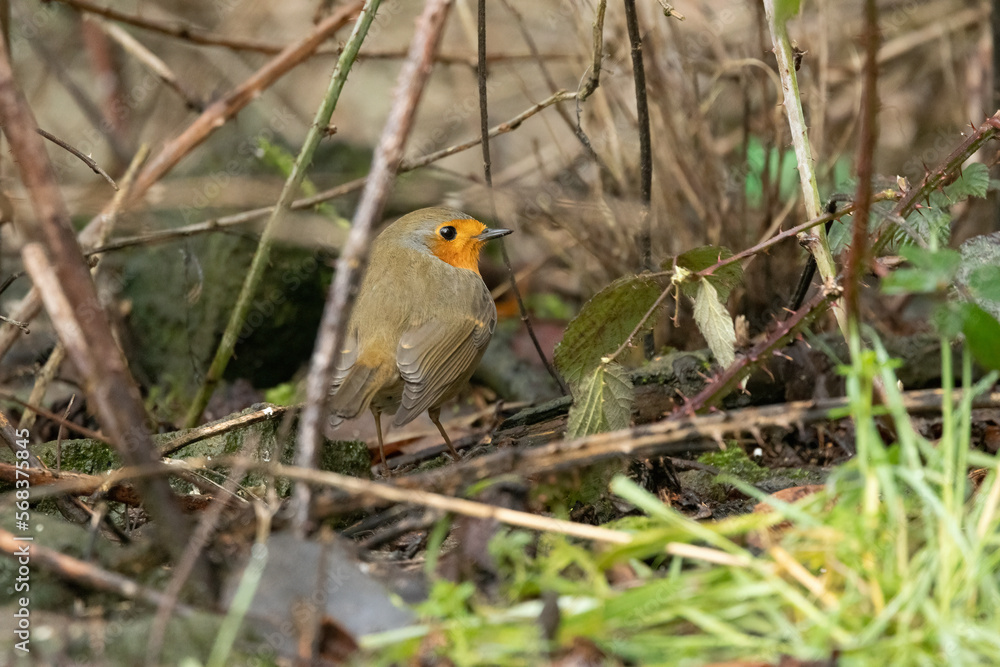 Rotkehlchen (Erithacus rubecula) Rotkehlchen (Erithacus rubecula)