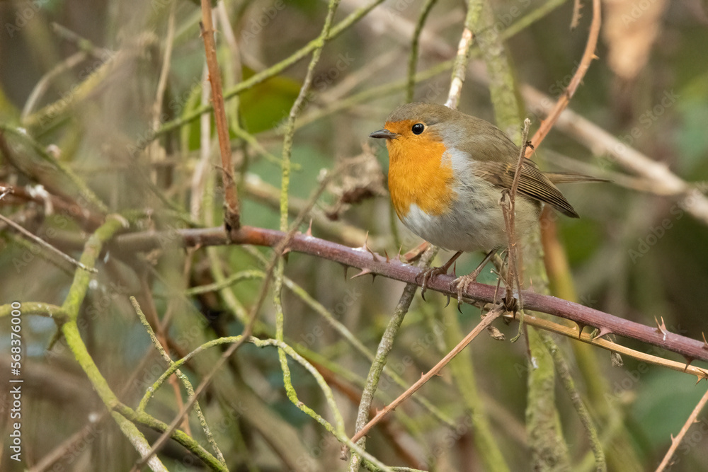 Rotkehlchen (Erithacus rubecula) Rotkehlchen (Erithacus rubecula)