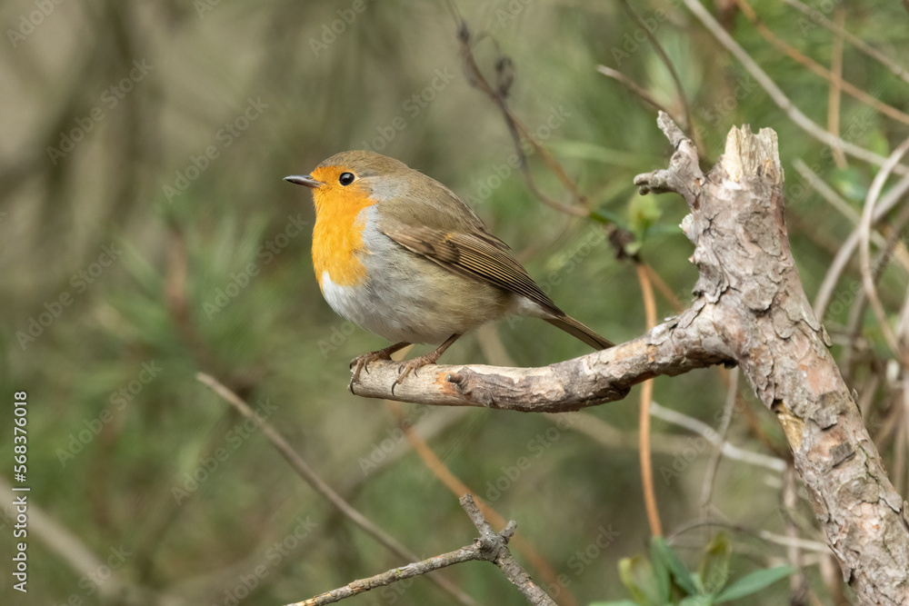 Rotkehlchen (Erithacus rubecula) Rotkehlchen (Erithacus rubecula)