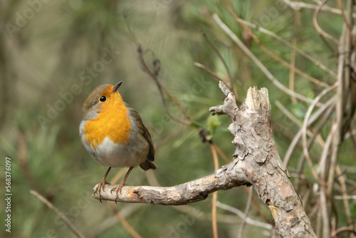 Rotkehlchen (Erithacus rubecula) © Lothar Lenz