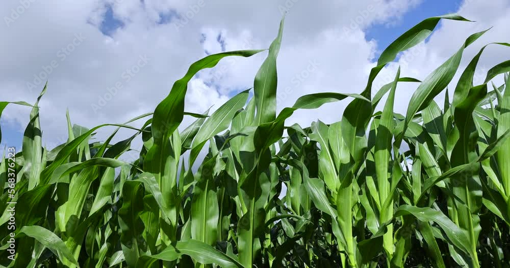 Green corn in a field in the sunny summer season, a field with green corn in Europe Green corn in a field in the sunny summer season, a field with green corn in Europe