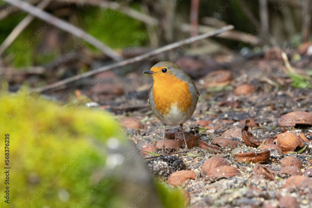 Rotkehlchen (Erithacus rubecula) Rotkehlchen (Erithacus rubecula)