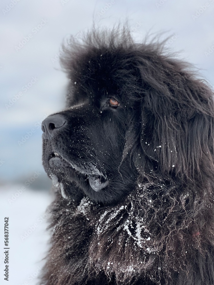 Newfoundland dog portrait on snow.