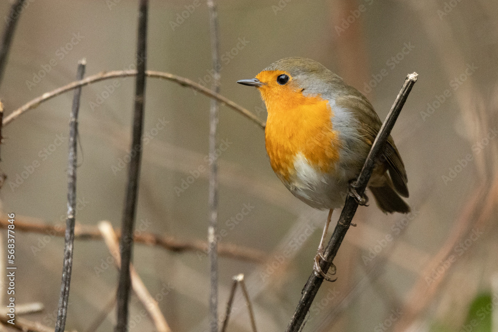 Rotkehlchen (Erithacus rubecula) Rotkehlchen (Erithacus rubecula)