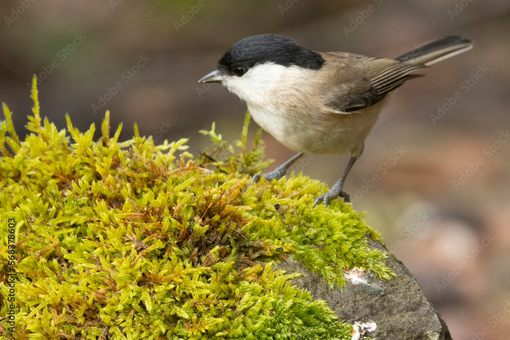 Obraz premium Sumpfmeise oder Nonnenmeise (Poecile palustris)