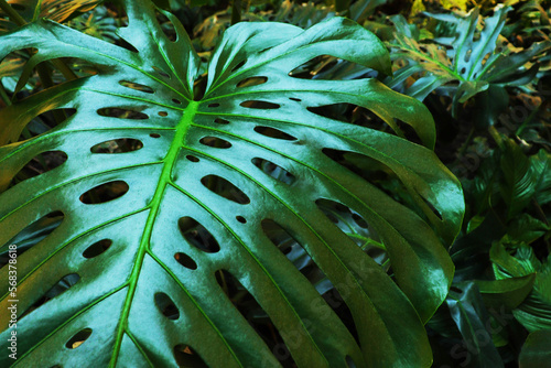 green leaves of the monstera plant growing in the wild, rainforest plants
