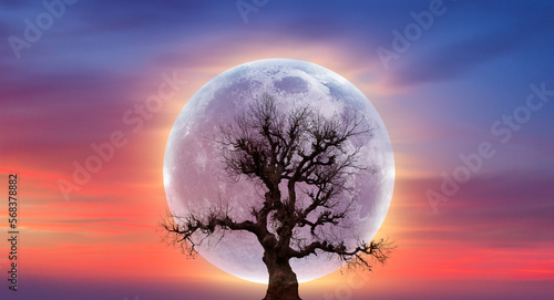 Fototapeta Naklejka Na Ścianę i Meble -  Lone dead tree with super full blue Moon, amazing clouds in the background 