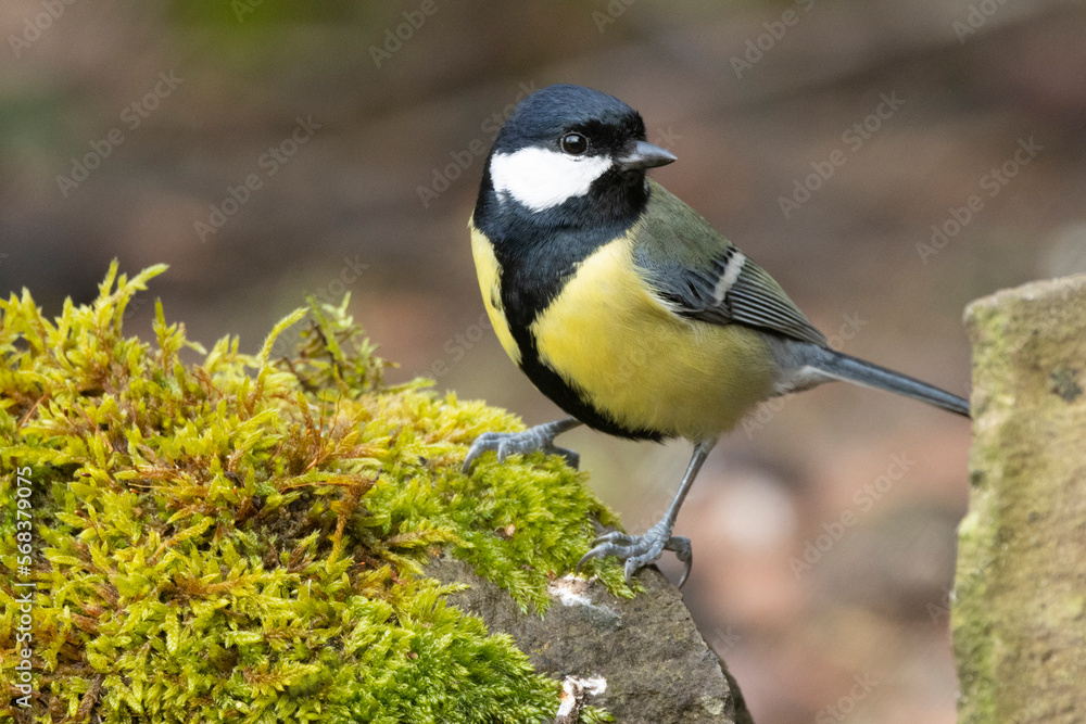 Fototapeta premium Kohlmeise (Parus major)