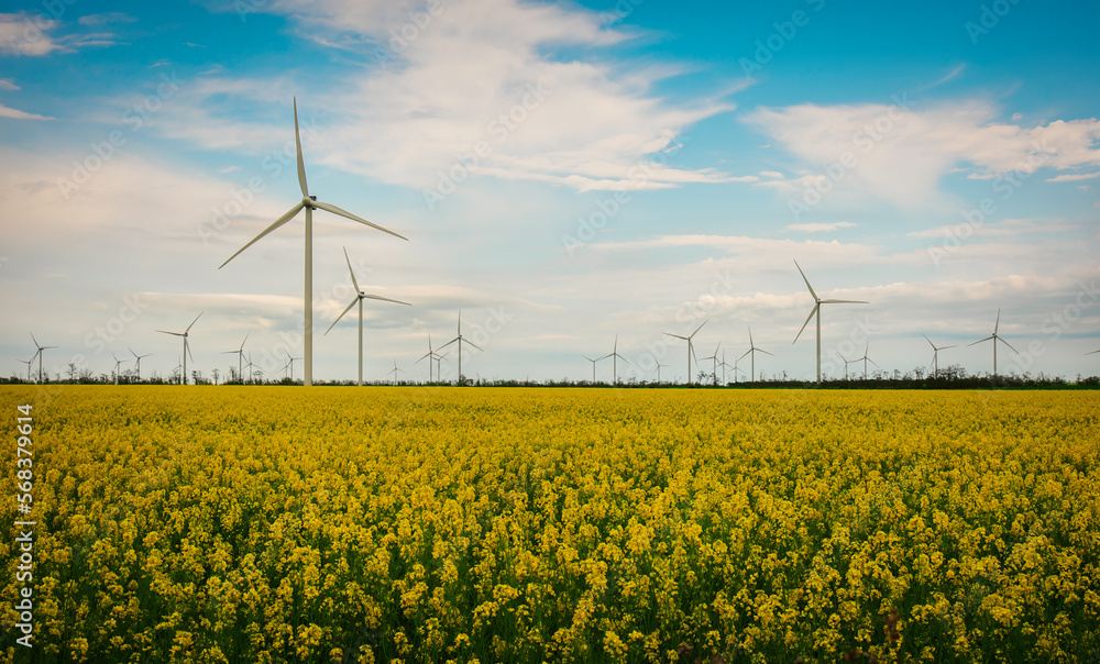 Blooming yellow canola field with wind turbines in the background in the countryside Blooming yellow canola field with wind turbines in the background in the countryside