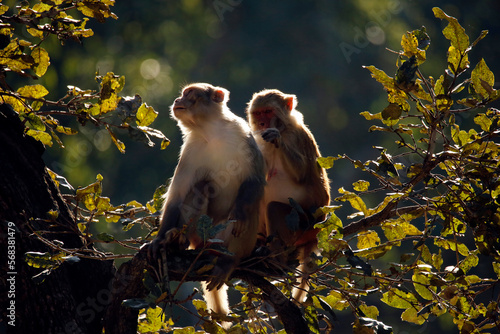 Rhesus Macaques (Macaca mulatta) on Branch, in Morning Sun. Jim Corbett National Park, India