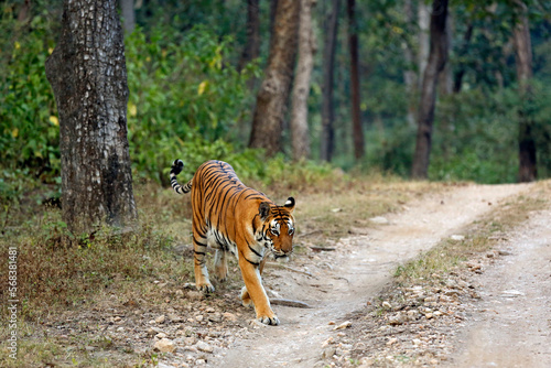 Bengal Tiger (Panthera tigris tigris) Coming out of the Forest. Kanha National Park, India