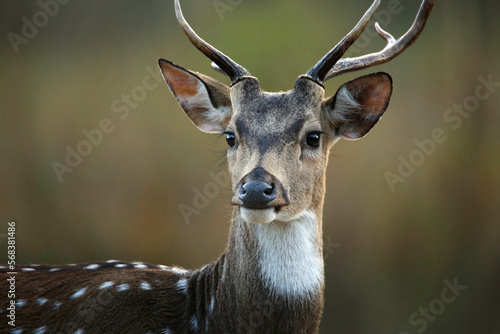 Close-up of a Spotted Deer (Axis axis – aka Chital, Axis Deer). Jim Corbett National Park, India