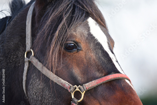 Schoorl, Netherlands. January 2023. Close up of a horse's head.