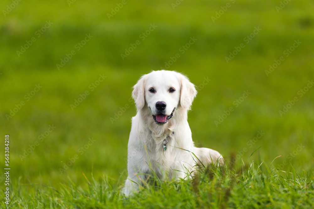 Golden Retriever spielt auf Wiese Golden Retriever spielt auf Wiese