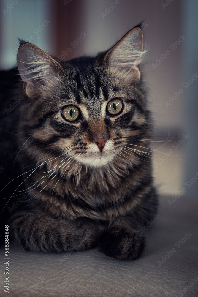 Młody kociak. Kot rasowy. Maine coon. Pupil. Kochany mały kotek.Kocie spojrzenie.Mały domowy tygrysek.Brązowe kocie oczy.Portret kotka.Kocie nosy.Kocie wąsy.Umaszczenie tygryska. Młody kociak. Kot rasowy. Maine coon. Pupil. Kochany mały kotek.Kocie spojrzenie.Mały domowy tygrysek.Brązowe kocie oczy.Portret kotka.Kocie nosy.Kocie wąsy.Umaszczenie tygryska.