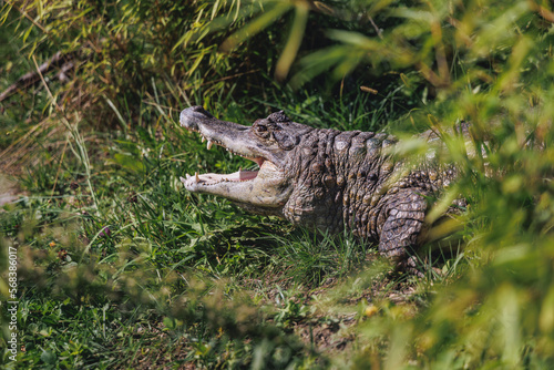Portrait of Spectacled caiman - Caiman crocodilus