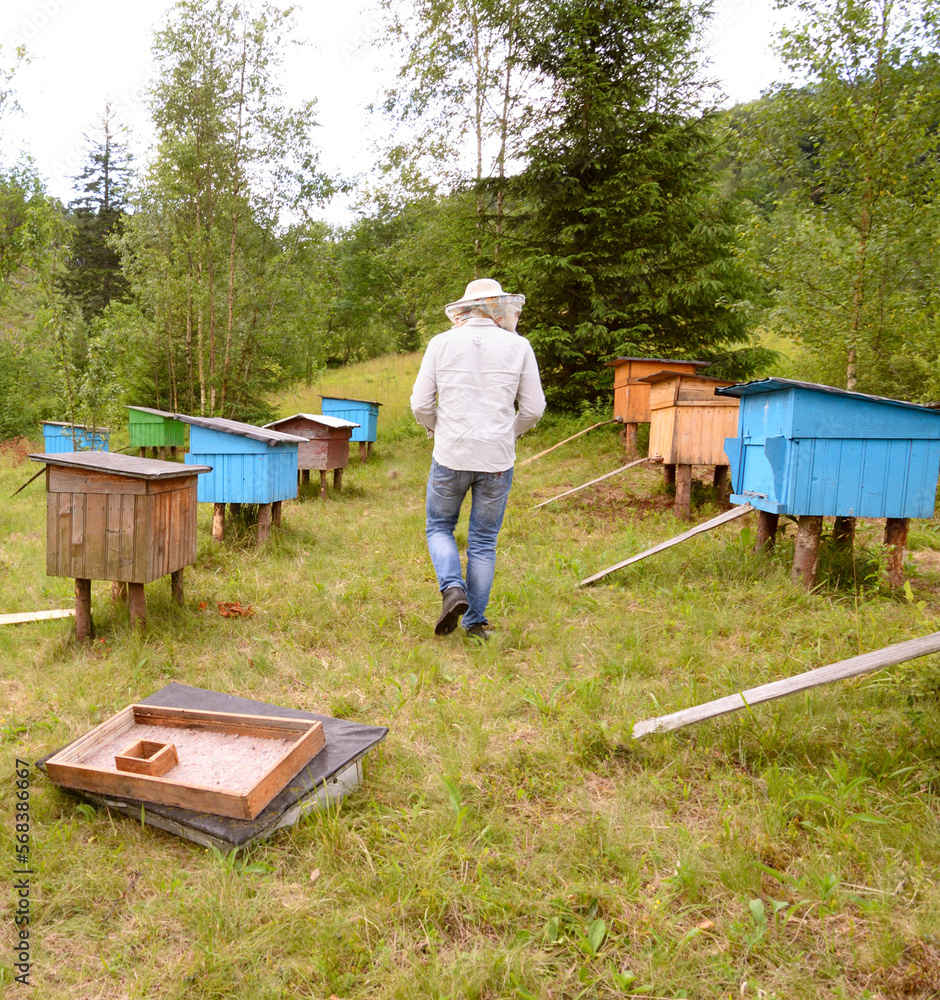 Beekeeper inspecting hives. An apiary Beekeeper inspecting hives. An apiary