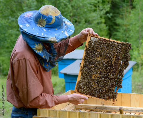 Beekeeper holding the frame with honeycombs above the hive. Apiary © Yurii Zushchyk