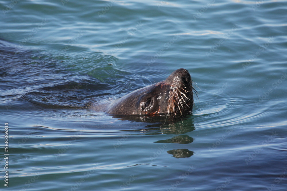 Fototapeta premium Seelöwe schaut aus dem Wasser