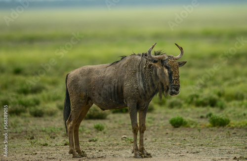Fototapeta Naklejka Na Ścianę i Meble -  wildebeest in the savannah
