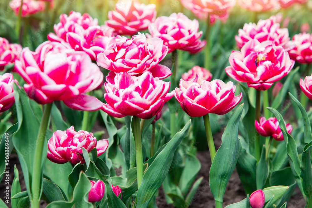 Pink tulips bloom under sunshine in the garden. Pink tulips bloom under sunshine in the garden.