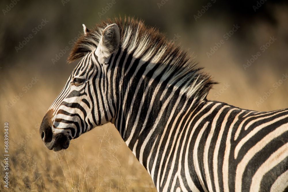 zebra in the wild zebra in the wild