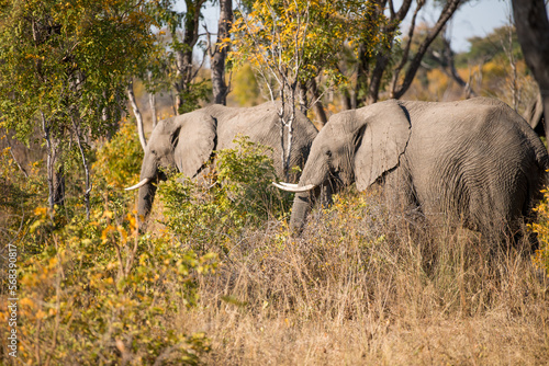 some elephants