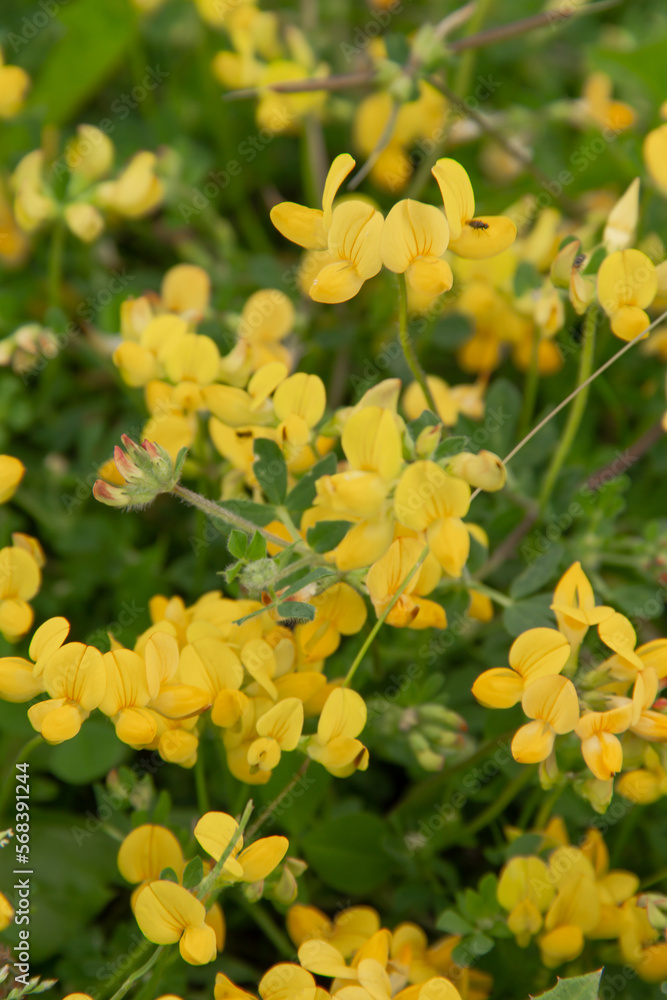 yellow flowers in the garden yellow flowers in the garden