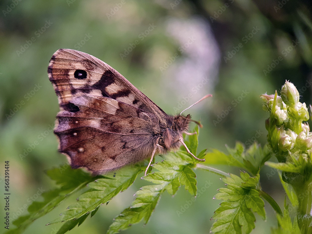 Fototapeta premium butterfly on a flower