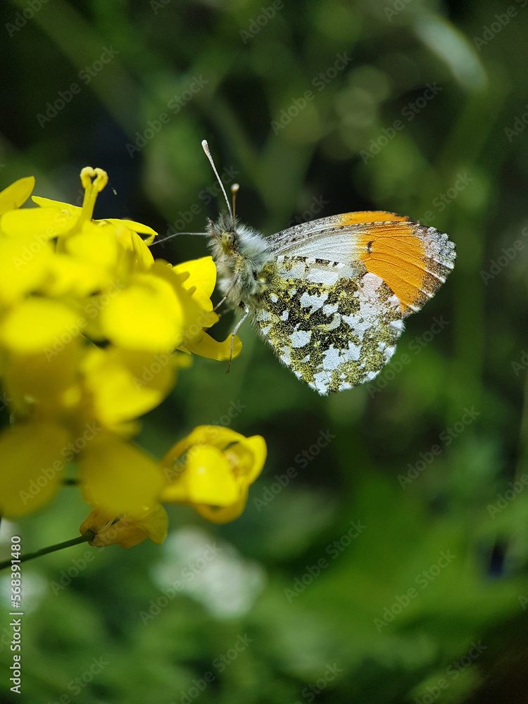 Fototapeta premium butterfly on flower