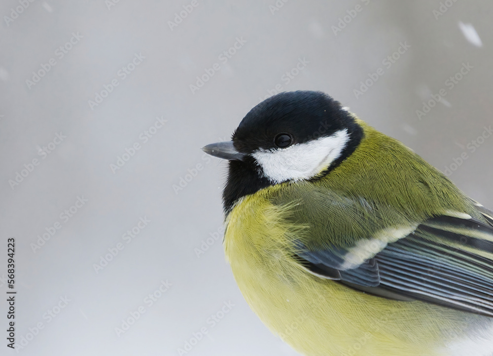 Fototapeta premium Great tit (Parus major) closeup sitting on a branch in sowfall in winter.