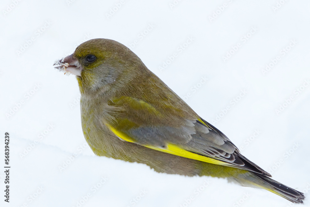 Obraz premium European greenfinch (Chloris chloris) feeding in the snow in winter.