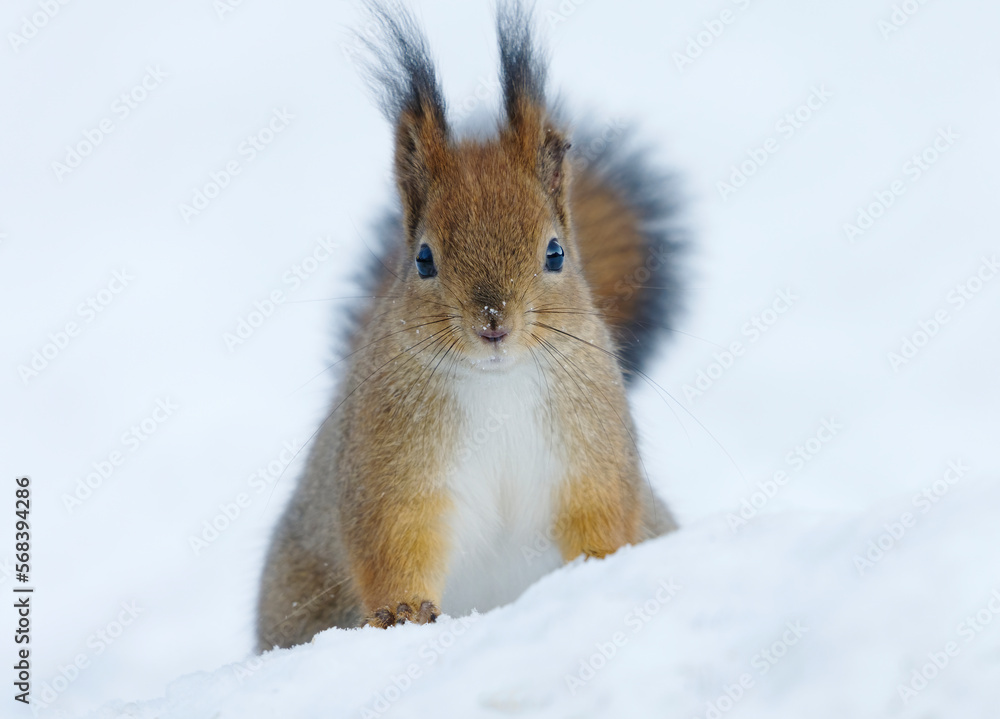 Red squirrel (Sciurus vulgaris) sitting in the snow in winter looking for food. Red squirrel (Sciurus vulgaris) sitting in the snow in winter looking for food.