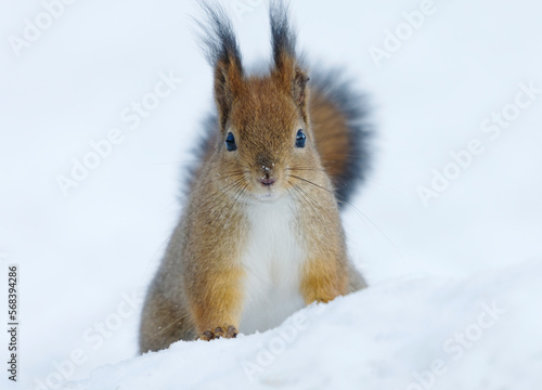 Red squirrel (Sciurus vulgaris) sitting in the snow in winter looking for food.