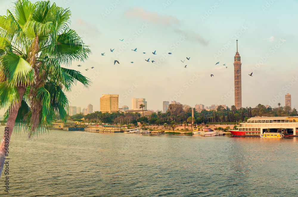 Flock of birds in Cairo