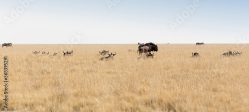 A picture of blue wildebeest © mauriziobiso