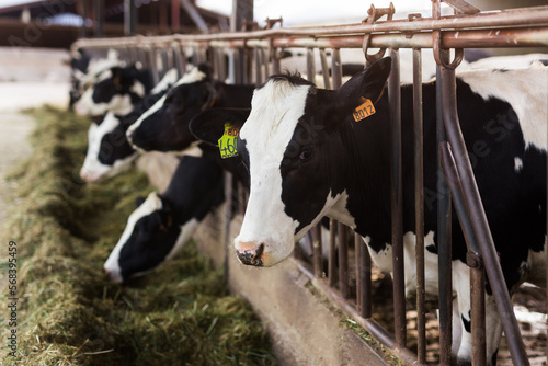 black and white cows chewing grass in stall on farm