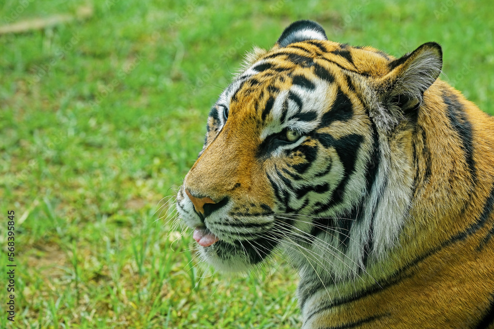 Fototapeta premium portrait of a bengal tiger
