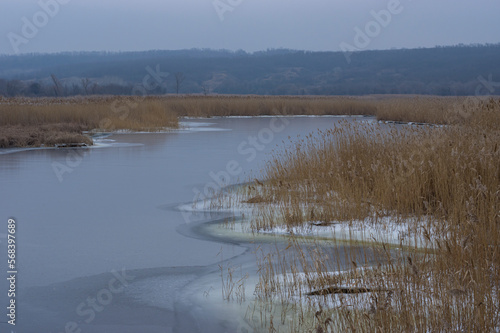 Winter landsacape with foold water of big Ukraininan river Dnipro overgrown with cane near Mishurin Rog village