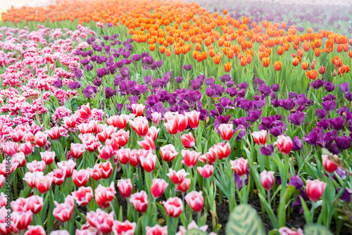 The garden field with tulips of various bright rainbow color petals, beautiful bouquet of colors in daylight in ornamental garden