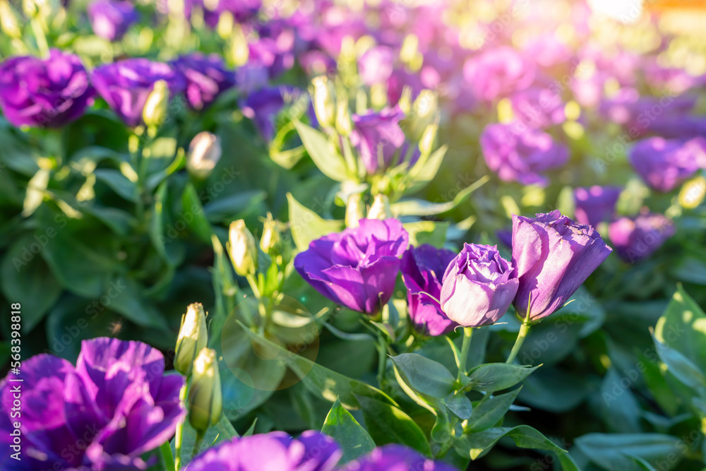 The Violet Lisianthus flower in a garden with sunlight. The Violet Lisianthus flower in a garden with sunlight.