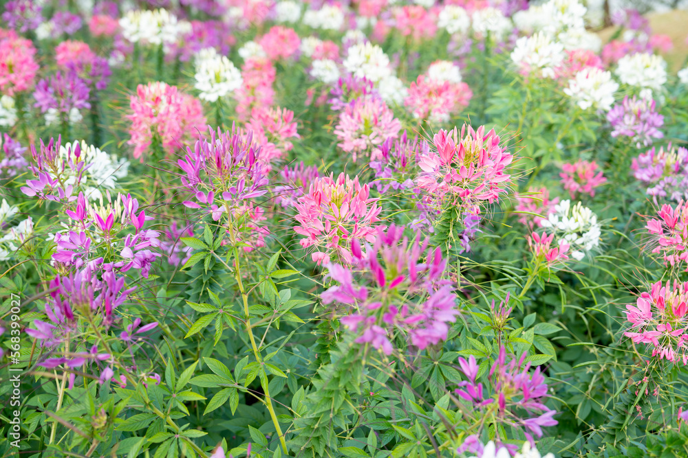 Fototapeta premium The Cleome Hassleriana commonly known as Spider flower, Spider plant, Pink Queen, or Grandfather's Whiskers, in the garden.