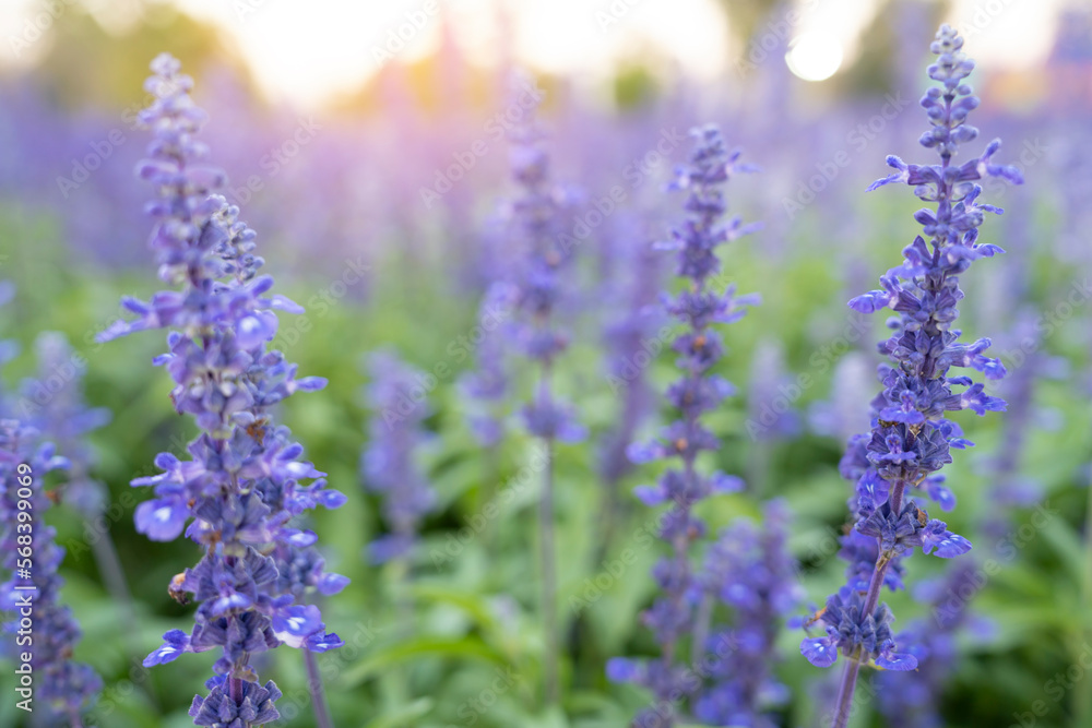 The closeup of blue sage flowers in bloom growing in herbal garden The closeup of blue sage flowers in bloom growing in herbal garden