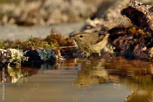 mosquitero común bañándose en el estanque del parque (Phylloscopus collybita) Málaga Andalucía España   © JOSE ANTONIO