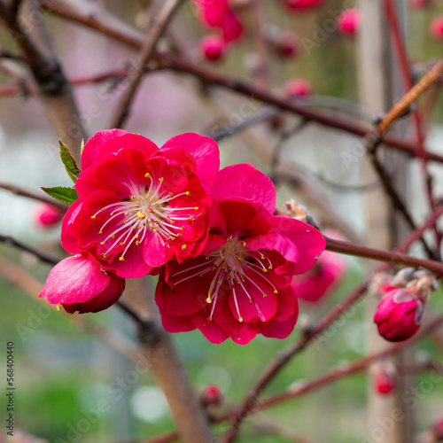 Delicate pretty bright peach or nectarine flowers in spring.